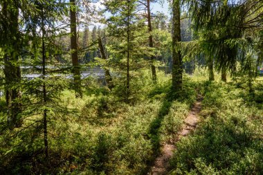 sakin Orman Gölü ve ağaçlar