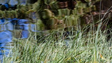 Soyut yaz ortası yansıma su