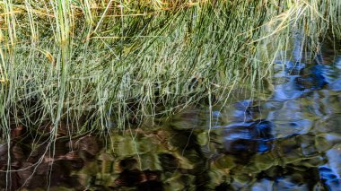 Soyut yaz ortası yansıma su