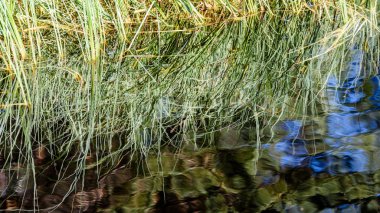 Soyut yaz ortası yansıma su