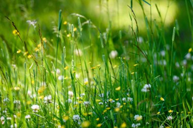yaz ortası kırsal çayır çiçekli