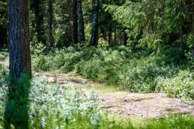 Yaz aylarında kırsalında boş yol