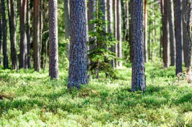 Yaz aylarında ağaç gövdeleri ile yeşil orman