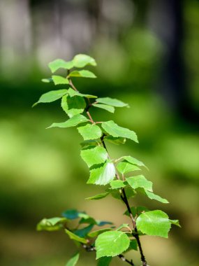 yaz ortası kırsal çayır çiçekli