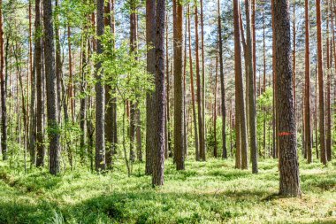 Yaz aylarında ağaç gövdeleri ile yeşil orman