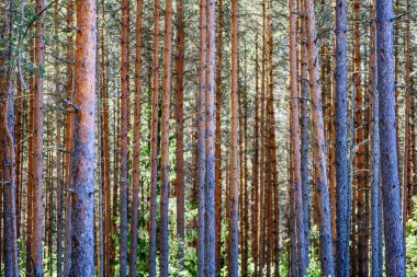 Yaz aylarında ağaç gövdeleri ile yeşil orman