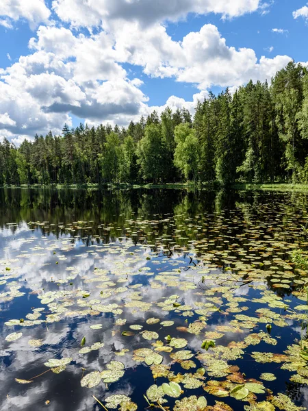 Reflejos en el tranquilo agua del lago con nenúfares —  Fotos de Stock