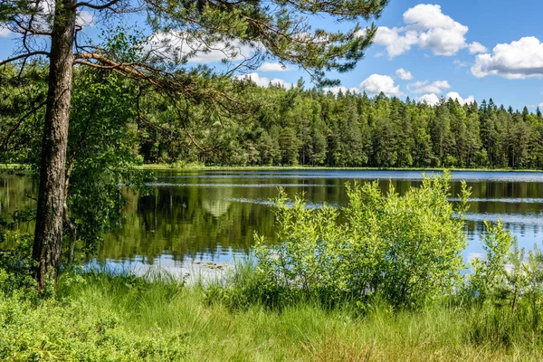 Calme forêt lac et arbres — Photo