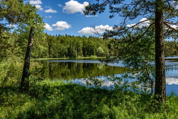 Bosque tranquilo lago y árboles — Foto de Stock