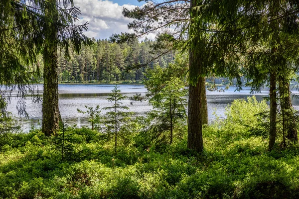 Stilla skogssjö och träd — Stockfoto