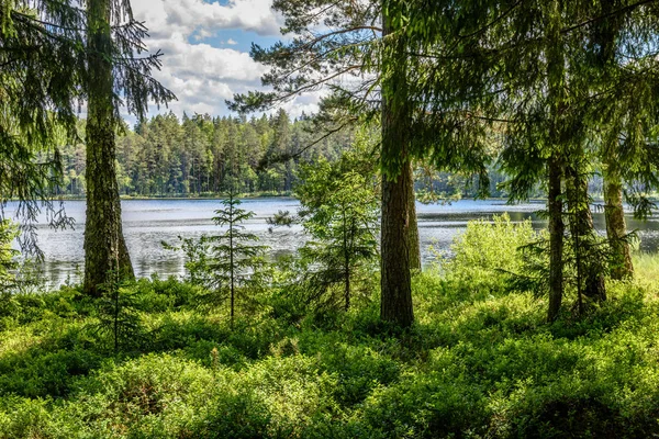 Lago floresta calma e árvores — Fotografia de Stock