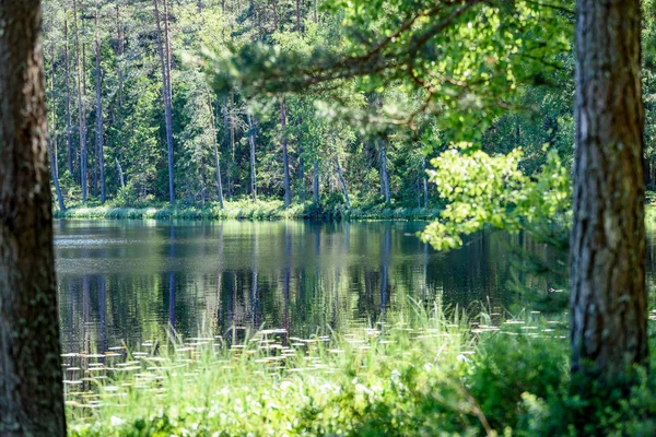 Спокойное озеро и деревья — стоковое фото