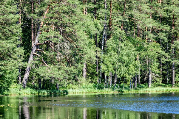 Forest lake en bomen kalm — Stockfoto