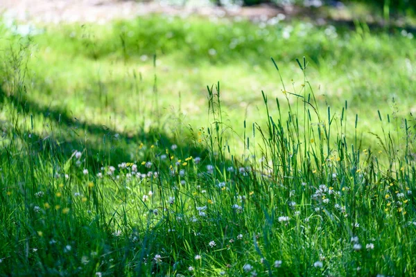 Prado de campo en pleno verano con flores —  Fotos de Stock