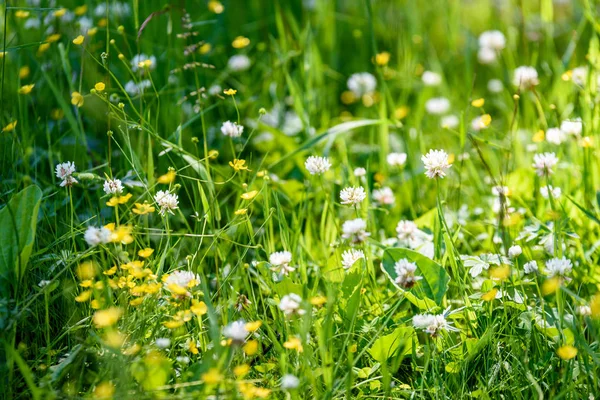 Літній сільський луг з квітами — стокове фото