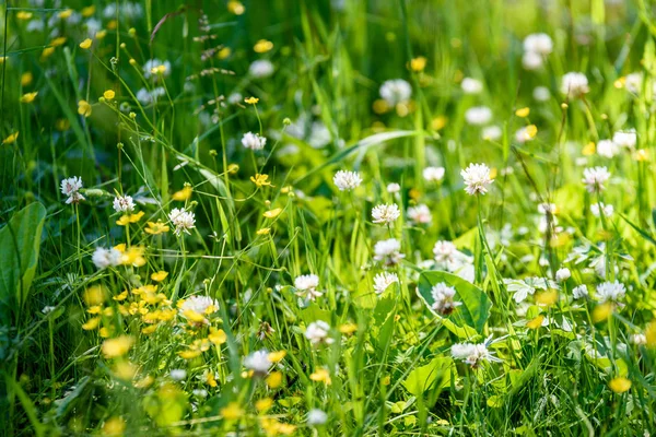 Hochsommerliche Wiese mit Blumen — Stockfoto