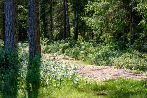 Yaz aylarında kırsalında boş yol