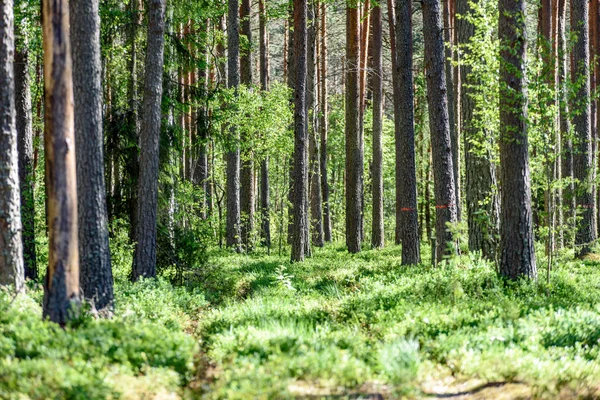 Groene bos met boomstammen in de zomer — Stockfoto