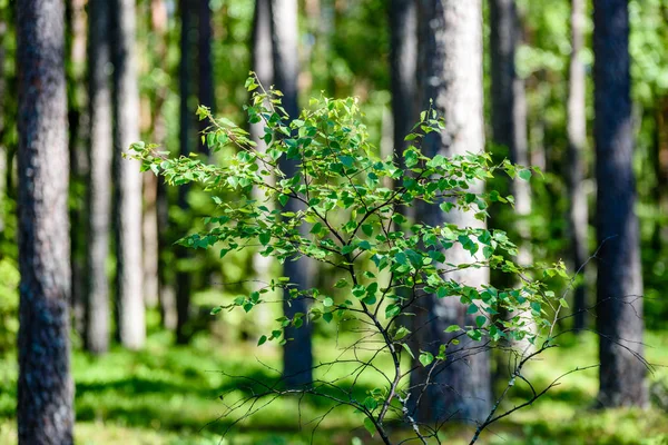 Zelený les s kmeny stromů v létě — Stock fotografie