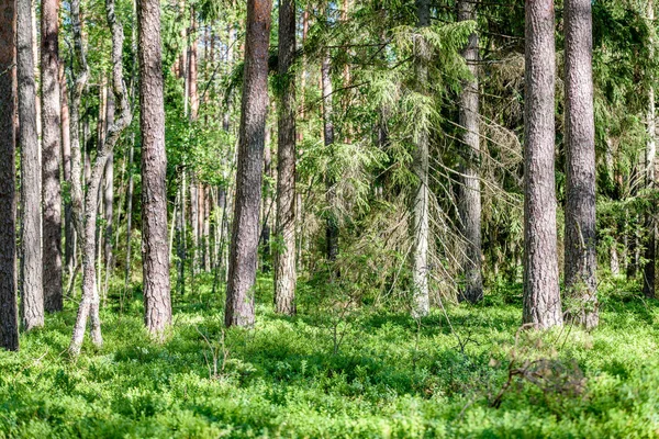 Floresta verde com troncos de árvore no verão — Fotografia de Stock