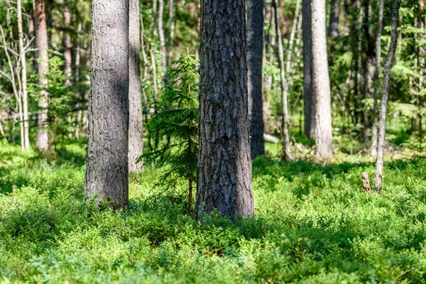 Forêt verte avec troncs d'arbres en été — Photo