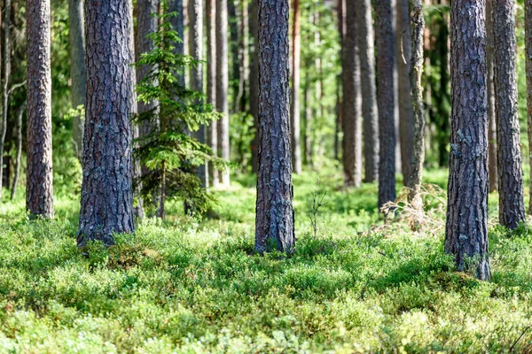 Grön skog med trädstammar i sommar — Stockfoto