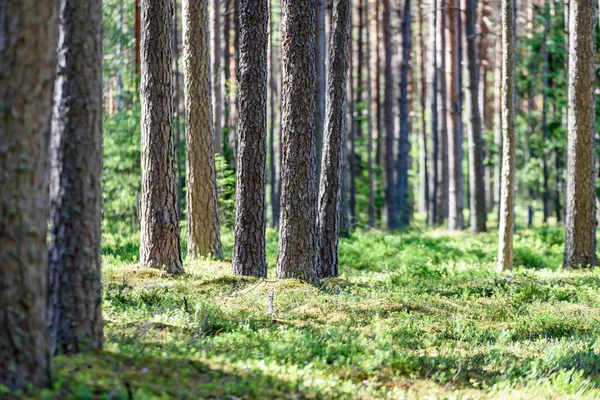 Groene bos met boomstammen in de zomer — Stockfoto