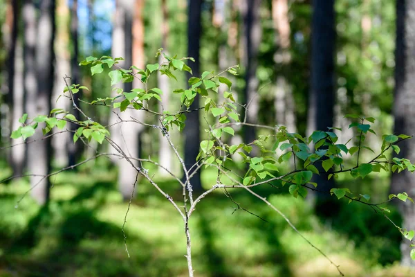 Zelený les s kmeny stromů v létě — Stock fotografie