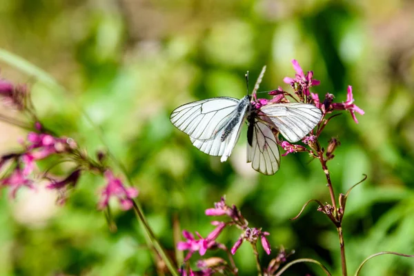 güneşli çayır çiçek ve kelebek