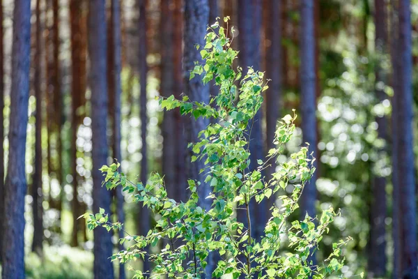 Луг в середине лета с цветами — стоковое фото