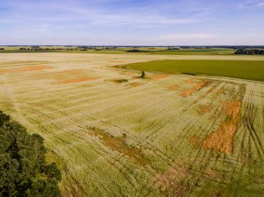 Drone görüntü. Buğday alanı ile kırsal bölgenin havadan görünümü