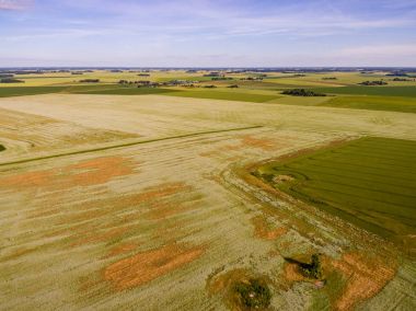 Drone görüntü. Buğday alanı ile kırsal bölgenin havadan görünümü