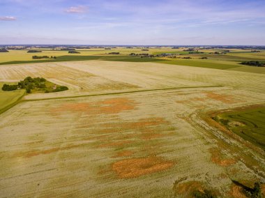Drone görüntü. Buğday alanı ile kırsal bölgenin havadan görünümü