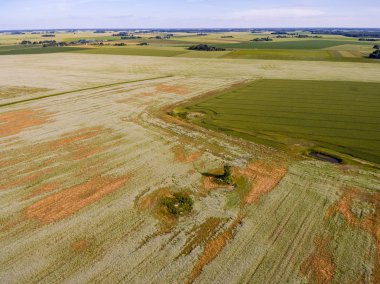 Drone görüntü. Buğday alanı ile kırsal bölgenin havadan görünümü