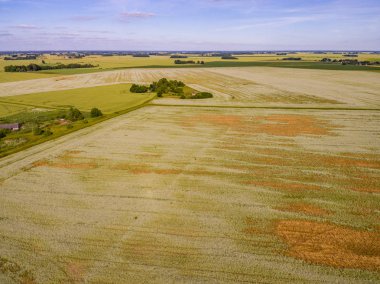 Drone görüntü. Buğday alanı ile kırsal bölgenin havadan görünümü