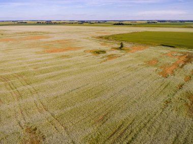 Drone görüntü. Buğday alanı ile kırsal bölgenin havadan görünümü