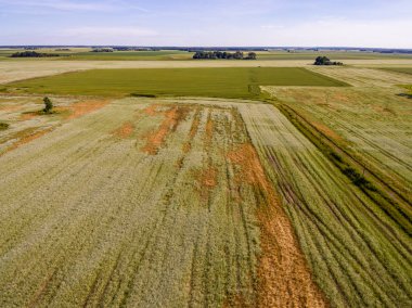 Drone görüntü. Buğday alanı ile kırsal bölgenin havadan görünümü