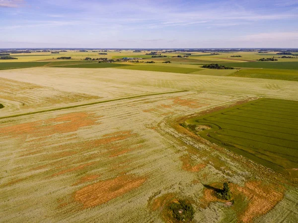 Drone görüntü. Buğday alanı ile kırsal bölgenin havadan görünümü