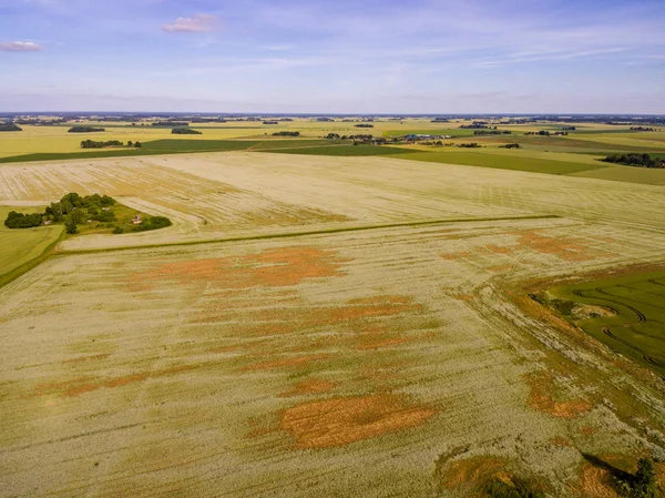 Drone görüntü. Buğday alanı ile kırsal bölgenin havadan görünümü