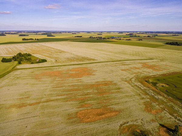 Изображение дрона. воздушный вид на сельскую местность с гречишным полем
