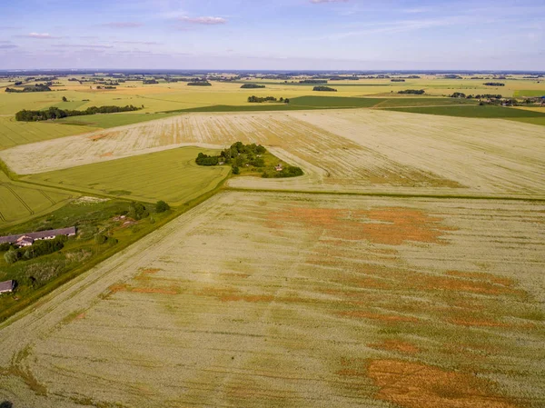 Drone görüntü. Buğday alanı ile kırsal bölgenin havadan görünümü