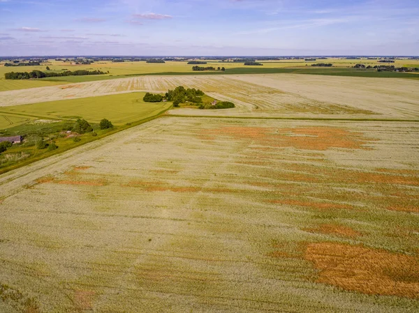 Drone görüntü. Buğday alanı ile kırsal bölgenin havadan görünümü