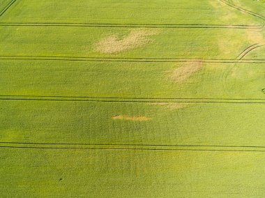 Drone görüntü. alanları ve ormanları ile kırsal bölgenin havadan görünümü