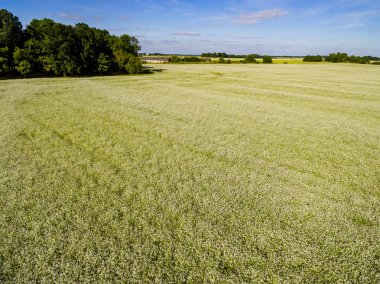 Drone görüntü. Buğday alanı ile kırsal bölgenin havadan görünümü