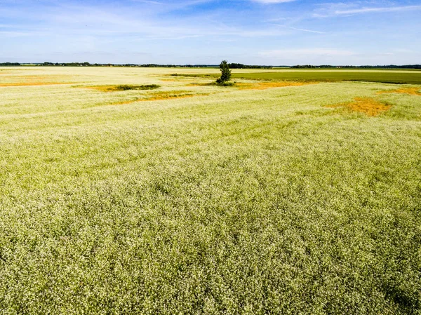 Drone image. aerial view of rural area with Buckwheat field — Stock Photo, Image