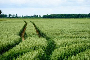 Yeşil buğday alanı kapatmak makro resmi