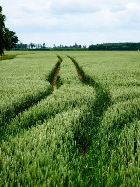 Yeşil buğday alanı kapatmak makro resmi