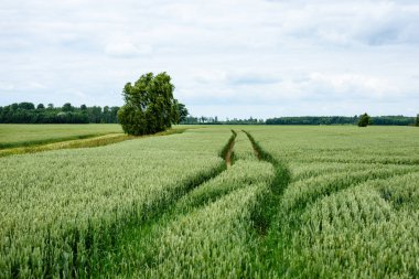 Yeşil buğday alanı kapatmak makro resmi