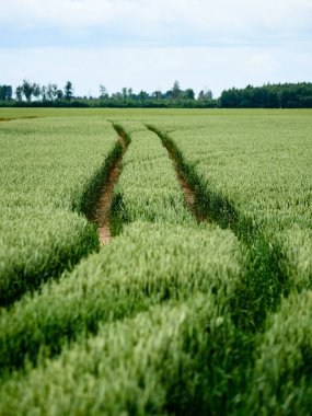 Yeşil buğday alanı kapatmak makro resmi