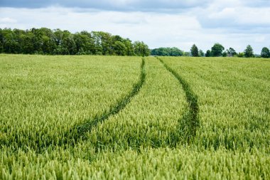 Yeşil buğday alanı kapatmak makro resmi